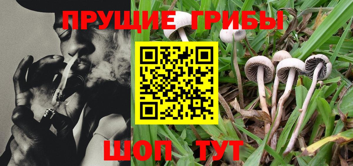 Псилоцибиновые грибы GOLDEN TEACHER Новозыбков